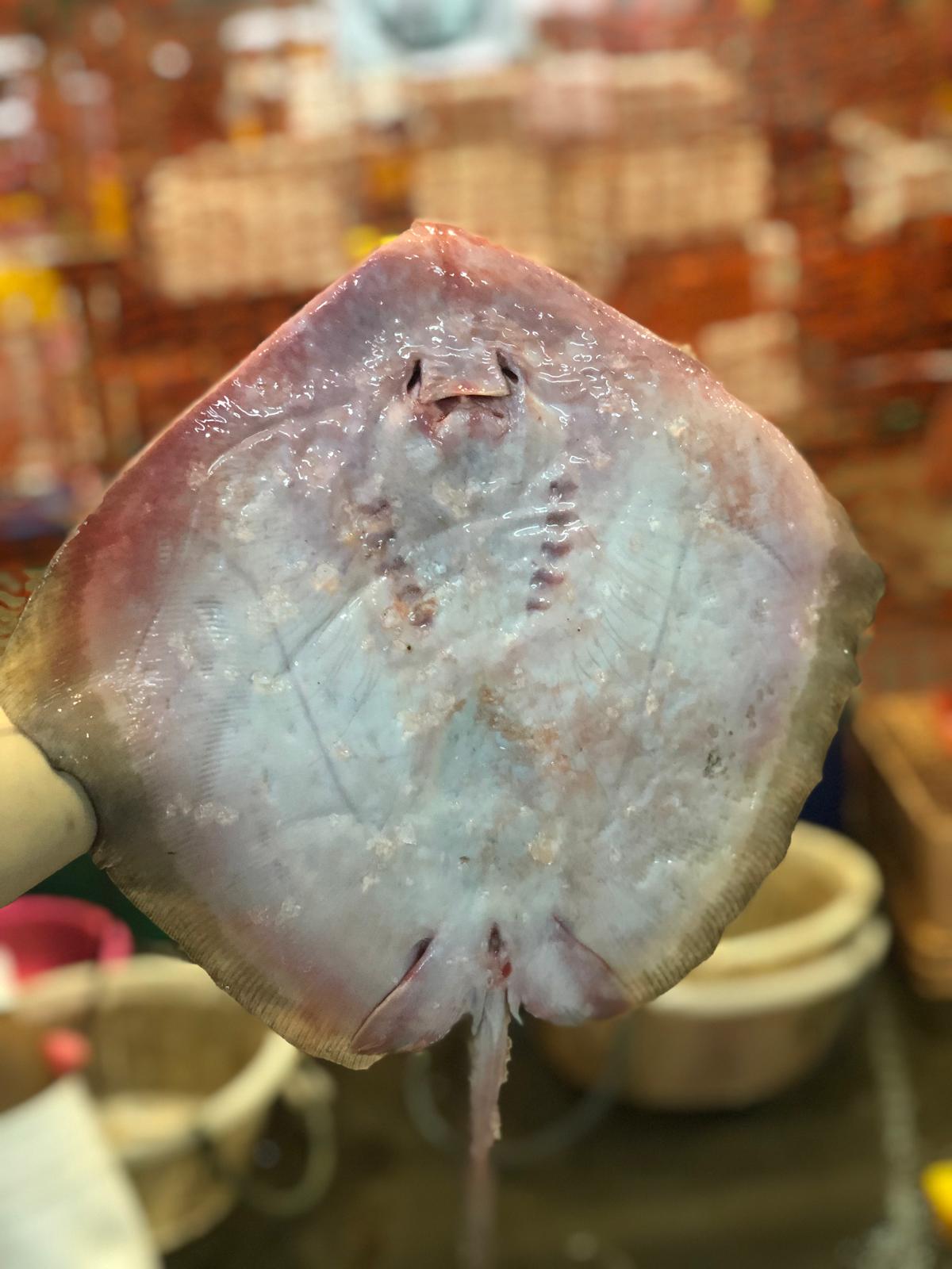 Fresh stingray on ice