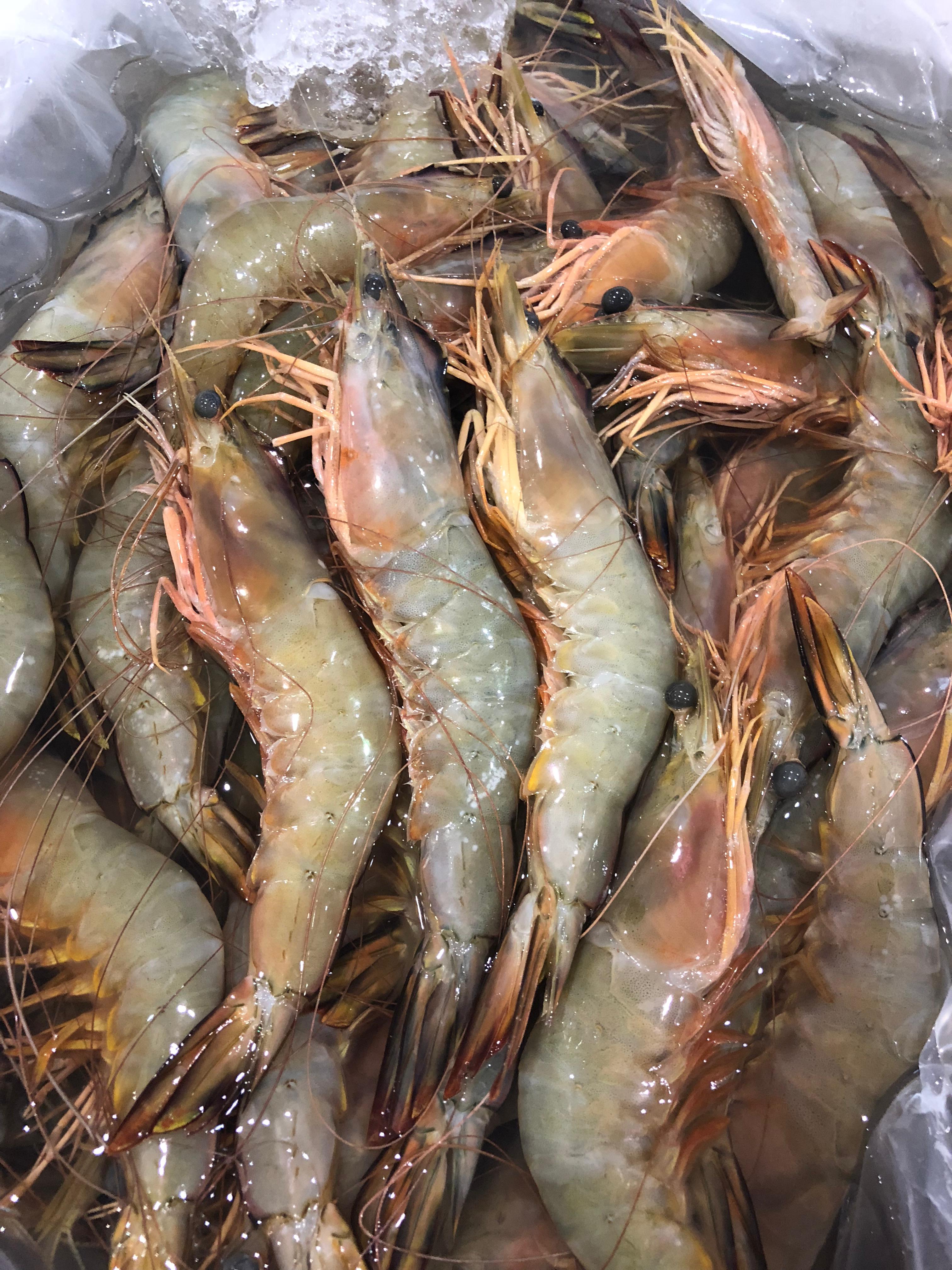 Fresh tiger prawns on ice