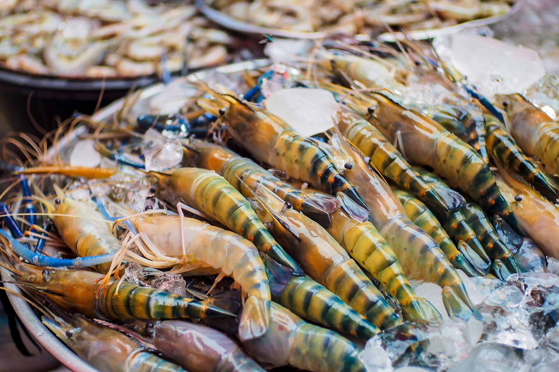 Fresh tiger prawns on ice at Jurong Fishery Port