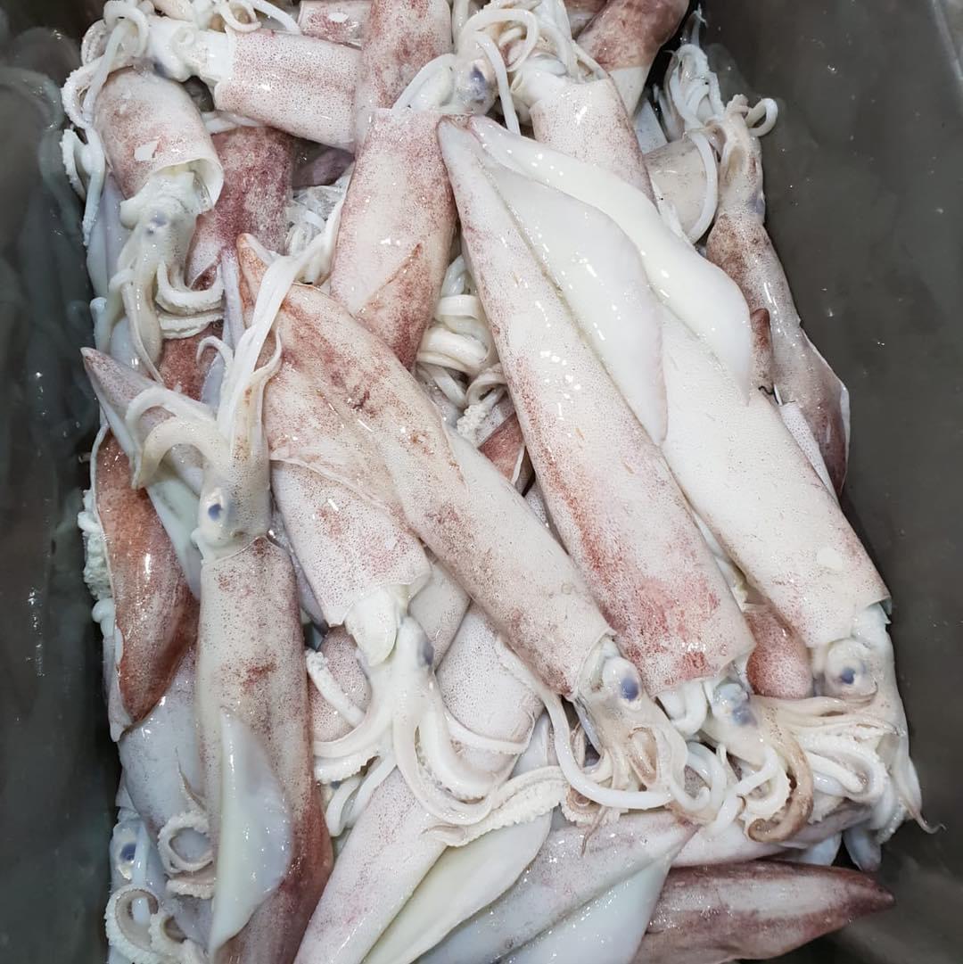Fresh squid on ice